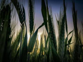 Close-up of wheat growing on field against sky