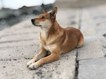 Side view of a dog looking away