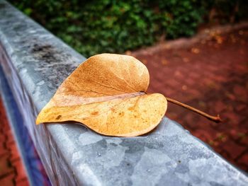 Close-up of dry maple leaf on table