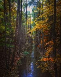 Trees in forest