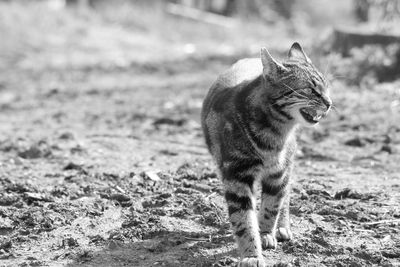 Cat looking away on field