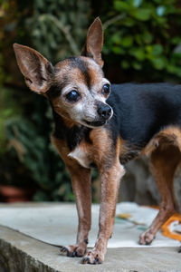 Portrait of dog