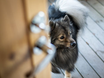 High angle view of dog looking away outdoors