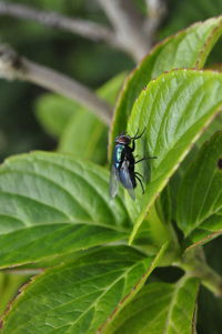 Close-up of insect on plant