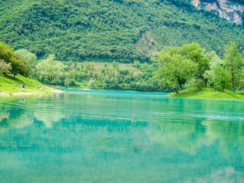 Scenic view of trees