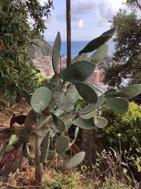 Close-up of succulent plant on field against sky