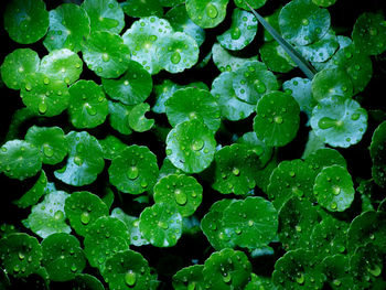 Full frame shot of raindrops on leaves