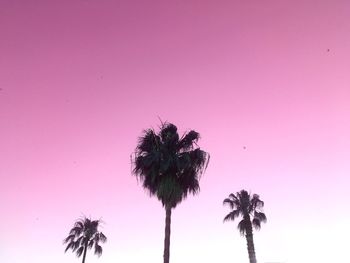 Low angle view of palm trees against clear sky