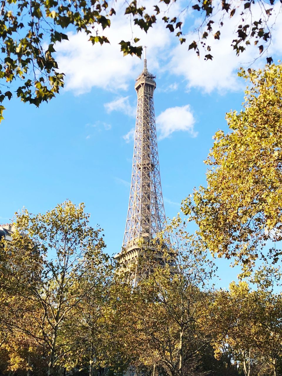 LOW ANGLE VIEW OF TOWER OF TREE