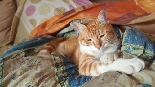 High angle view of cat resting on bed