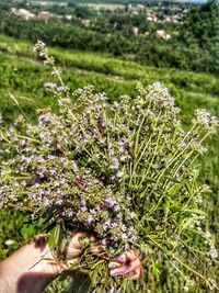 Close-up of purple flowering plant on field