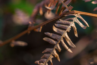 Close-up of plant