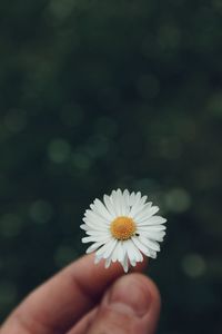 Close-up of hand holding white daisy flower