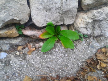 Plants growing on rock