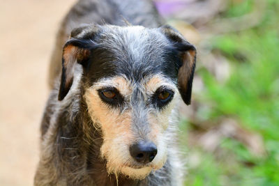 Close-up portrait of dog