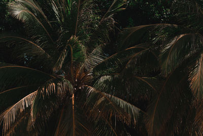 Low angle view of palm tree against sky