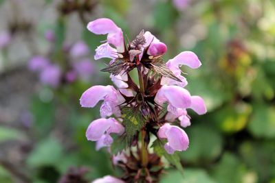 Close-up of insect on flower