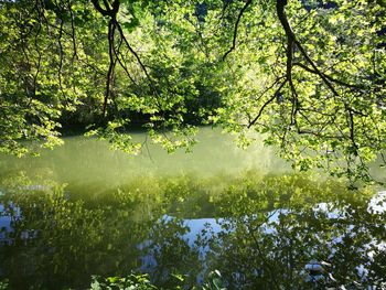 Reflection of trees in lake