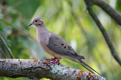 Mourning dove perching on branch