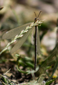 Close-up of insect