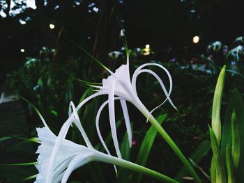 Close-up view of plants