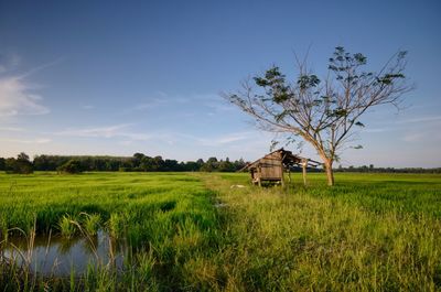 Scenic view of agricultural field against sky