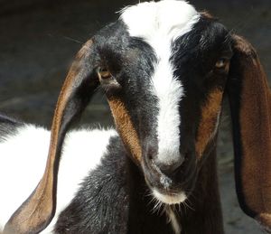 Close-up portrait of horse