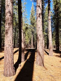 Trees in forest