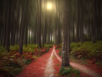 Trees in forest at night