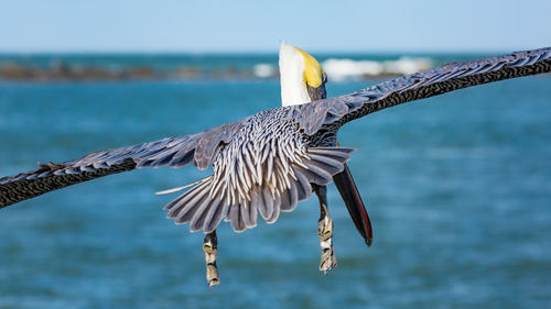 Close-up of bird flying over sea