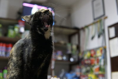 View of a cat looking away at home