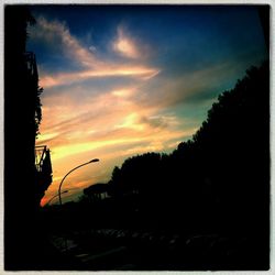 Silhouette of trees at sunset