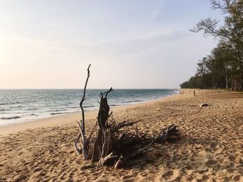 Driftwood on beach against sky