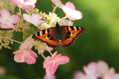 Close-up of butterfly pollinating on pink flower