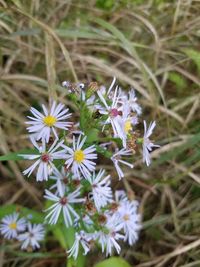 Close-up of white daisy flowers