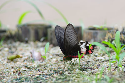 Close-up of butterfly on flower