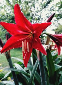 Close-up of red flower