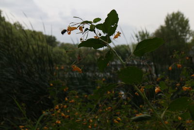 Close-up of plants on field