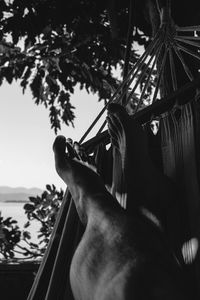 Close-up of horse hanging on tree