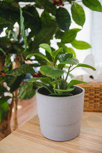 Close-up of potted plant on table