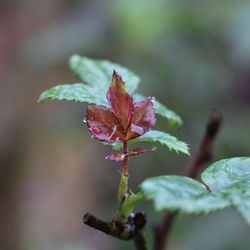 Close-up of leaves on plant during autumn