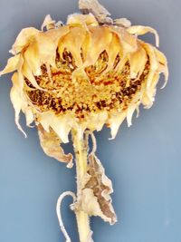 High angle view of rose on white background