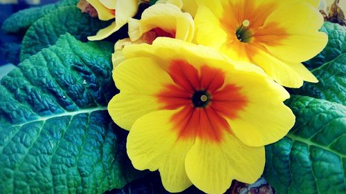 Close-up of yellow flowers