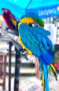Close-up of parrot perching on leaf