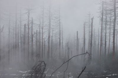 Trees in forest during winter