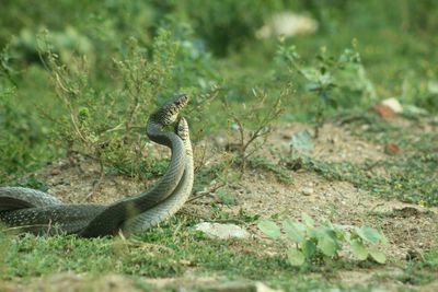 Side view of a reptile on field