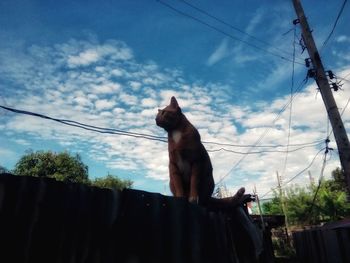 Low angle view of horse on cable against sky