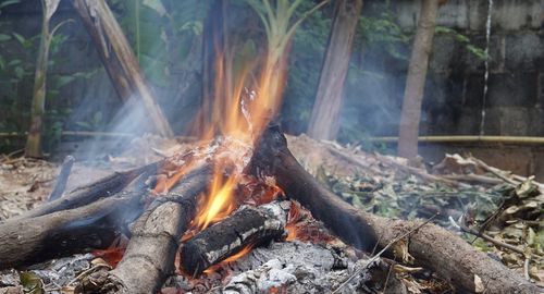 View of fire in forest