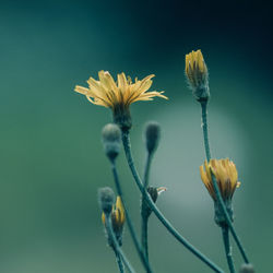 Yellow flowers with buds growing outdoors