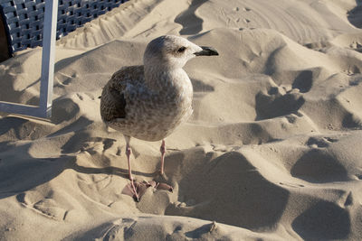 High angle view of seagull perching on sand